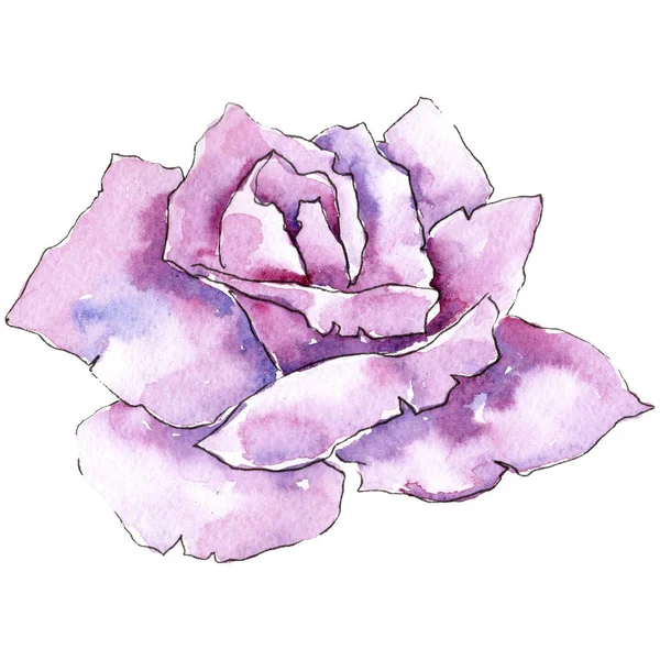 嫩粉红色的玫瑰 花卉植物花 独立的插图元素 包装图案 框架或边框的水彩画野花 — 图库照片