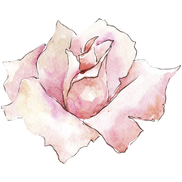 Rosas Rosadas Tiernas Flor Botánica Floral Elemento Ilustración Aislado Flor — Foto de Stock