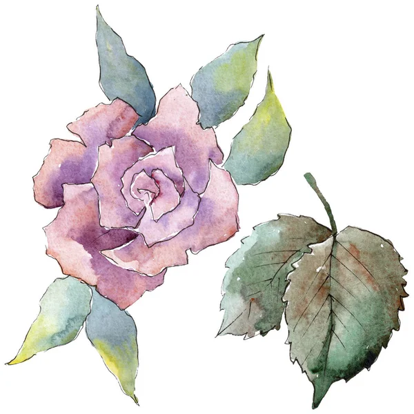 Des Roses Roses Tendres Fleur Botanique Florale Élément Illustration Isolé — Photo