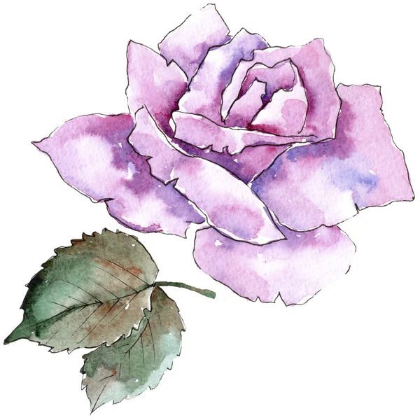 Tender Pink Roses Floral Botanical Flower Isolated Illustration Element Aquarelle — Stock Photo, Image