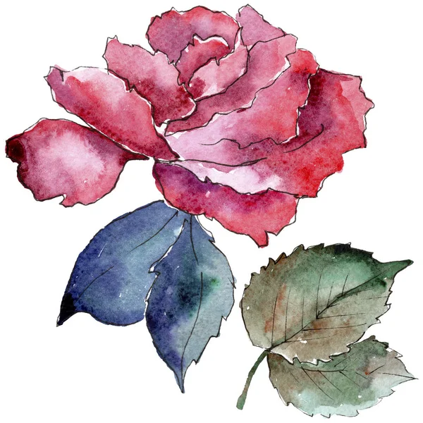 Rosas Rosadas Tiernas Flor Botánica Floral Elemento Ilustración Aislado Flor — Foto de Stock
