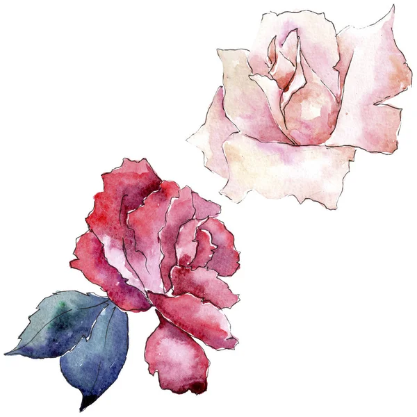 Anbud Rosa Rosor Blommig Botaniska Blomma Isolerade Illustration Element Aquarelle — Stockfoto