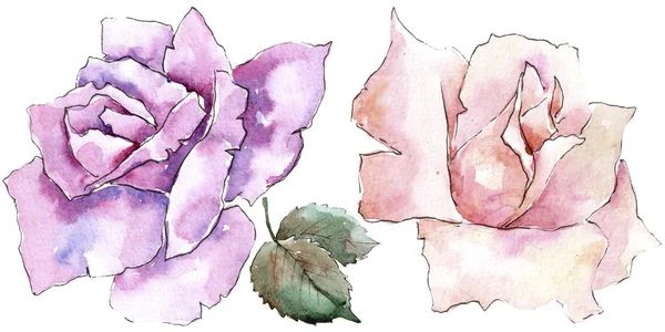 Rose Rosa Teneri Fiore Botanico Floreale Elemento Illustrazione Isolato Fiordaliso — Foto Stock
