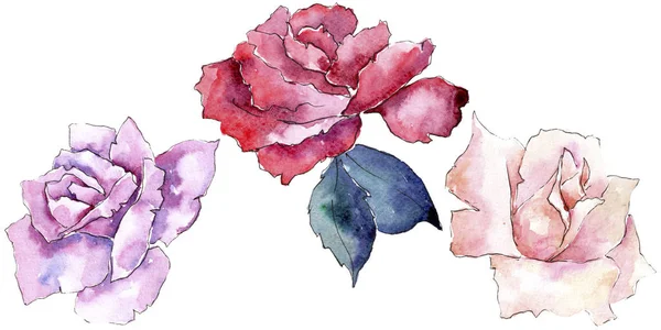 Tender Pink Roses Floral Botanical Flower Isolated Illustration Element Aquarelle — Stock Photo, Image