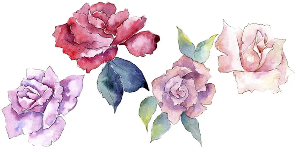 Nabídka Růžových Růží Květinové Botanické Květin Izolované Ilustrace Prvek Aquarelle — Stock fotografie