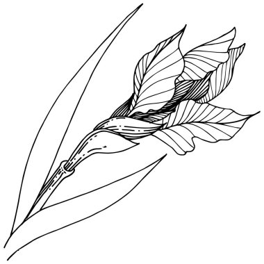 Kır çiçeği süsen izole bir vektör tarzı. Bitki tam adı: iris. Arka plan, doku, sarıcı desen, çerçeve veya kenarlık için vektör çiçek.