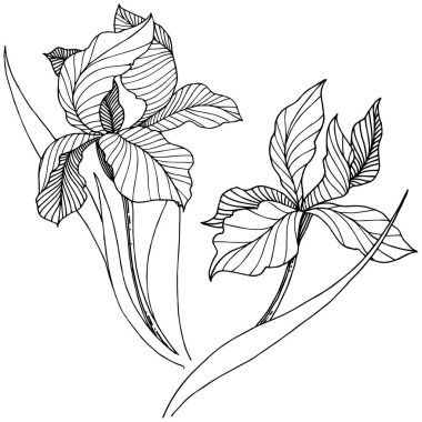 Kır çiçeği süsen izole bir vektör tarzı. Bitki tam adı: iris. Arka plan, doku, sarıcı desen, çerçeve veya kenarlık için vektör çiçek.