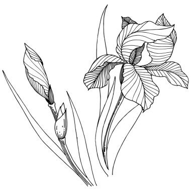 Kır çiçeği süsen izole bir vektör tarzı. Bitki tam adı: iris. Arka plan, doku, sarıcı desen, çerçeve veya kenarlık için vektör çiçek.