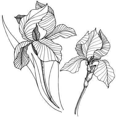 Kır çiçeği süsen izole bir vektör tarzı. Bitki tam adı: iris. Arka plan, doku, sarıcı desen, çerçeve veya kenarlık için vektör çiçek.