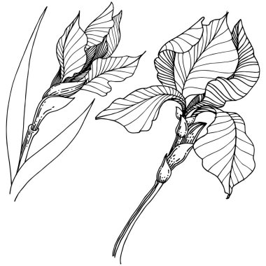 Kır çiçeği süsen izole bir vektör tarzı. Bitki tam adı: iris. Arka plan, doku, sarıcı desen, çerçeve veya kenarlık için vektör çiçek.