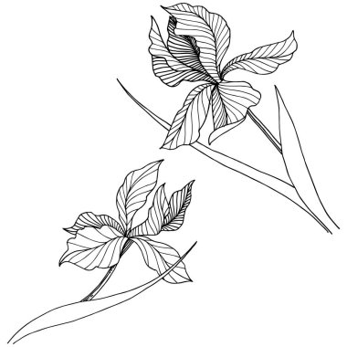 Kır çiçeği süsen izole bir vektör tarzı. Bitki tam adı: iris. Arka plan, doku, sarıcı desen, çerçeve veya kenarlık için vektör çiçek.