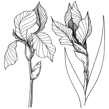 Kır çiçeği süsen izole bir vektör tarzı. Bitki tam adı: iris. Arka plan, doku, sarıcı desen, çerçeve veya kenarlık için vektör çiçek.