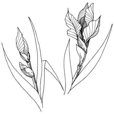 Kır çiçeği süsen izole bir vektör tarzı. Bitki tam adı: iris. Arka plan, doku, sarıcı desen, çerçeve veya kenarlık için vektör çiçek.