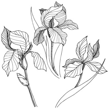 Kır çiçeği süsen izole bir vektör tarzı. Bitki tam adı: iris. Arka plan, doku, sarıcı desen, çerçeve veya kenarlık için vektör çiçek.