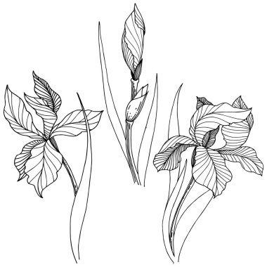 Kır çiçeği süsen izole bir vektör tarzı. Bitki tam adı: iris. Arka plan, doku, sarıcı desen, çerçeve veya kenarlık için vektör çiçek.