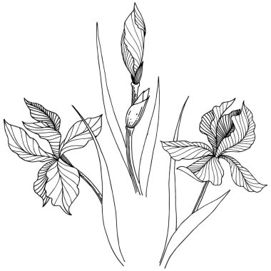 Kır çiçeği süsen izole bir vektör tarzı. Bitki tam adı: iris. Arka plan, doku, sarıcı desen, çerçeve veya kenarlık için vektör çiçek.