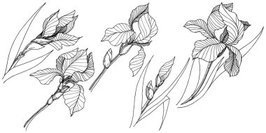 Kır çiçeği süsen izole bir vektör tarzı. Bitki tam adı: iris. Arka plan, doku, sarıcı desen, çerçeve veya kenarlık için vektör çiçek.