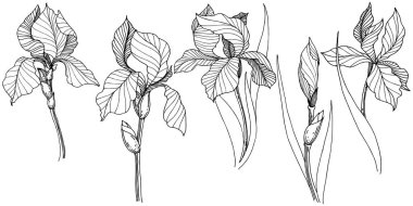 Kır çiçeği süsen izole bir vektör tarzı. Bitki tam adı: iris. Arka plan, doku, sarıcı desen, çerçeve veya kenarlık için vektör çiçek.