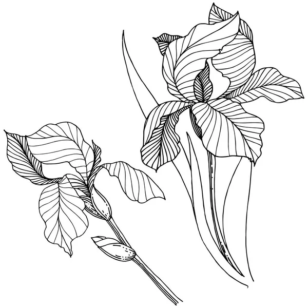 Kır çiçeği süsen izole bir vektör tarzı. Bitki tam adı: iris. Arka plan, doku, sarıcı desen, çerçeve veya kenarlık için vektör çiçek.