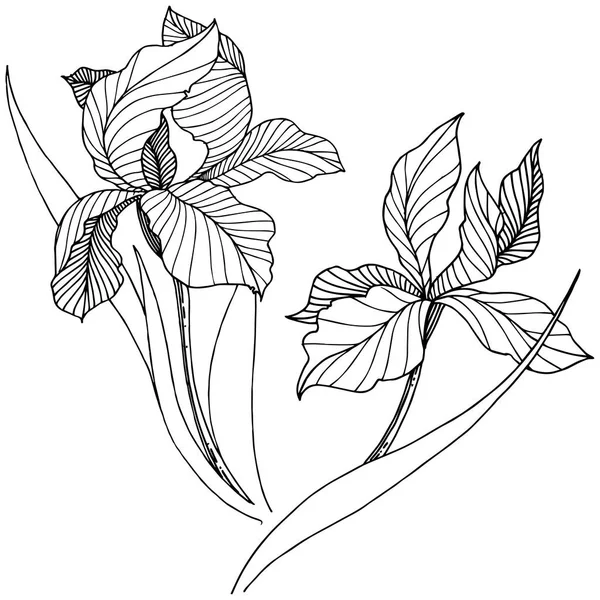 Iris Flor Silvestre Estilo Vectorial Aislado Nombre Completo Planta Iris — Vector de stock