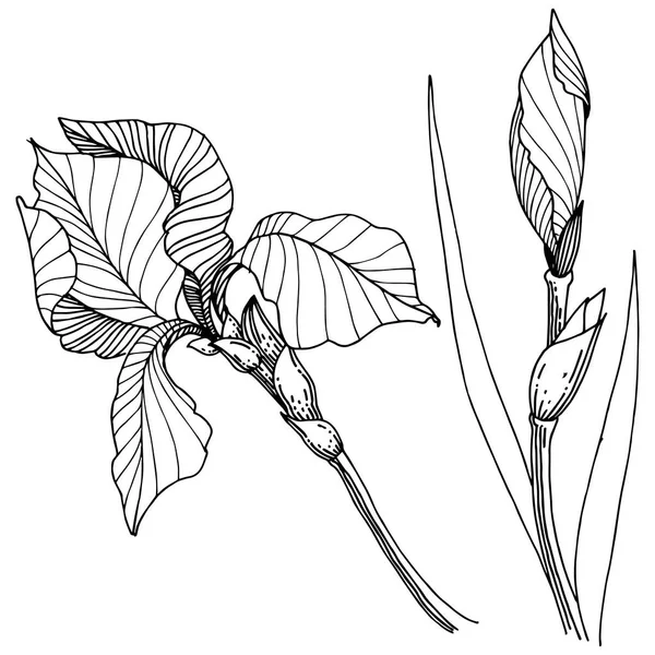 Iris Flor Silvestre Estilo Vectorial Aislado Nombre Completo Planta Iris — Vector de stock