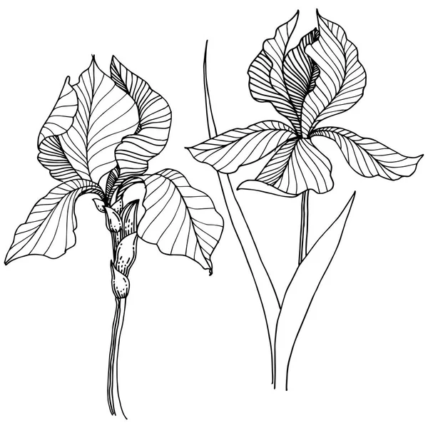 Iris Flor Silvestre Estilo Vectorial Aislado Nombre Completo Planta Iris — Vector de stock