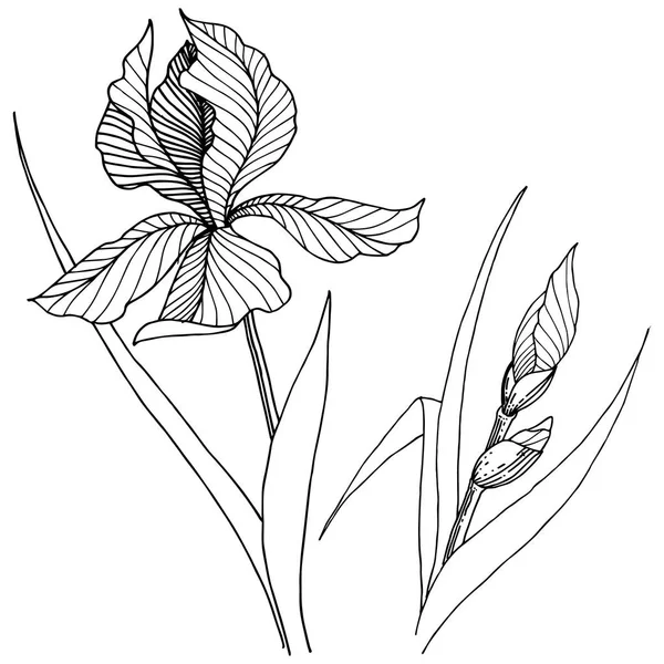 Ирисы Диких Цветов Векторном Стиле Изолированы Полное Название Растения Диафрагма — стоковый вектор