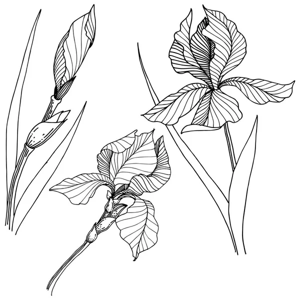 Wildflower Irysy Stylu Wektor Białym Tle Pełna Nazwa Zakładu Iris — Wektor stockowy