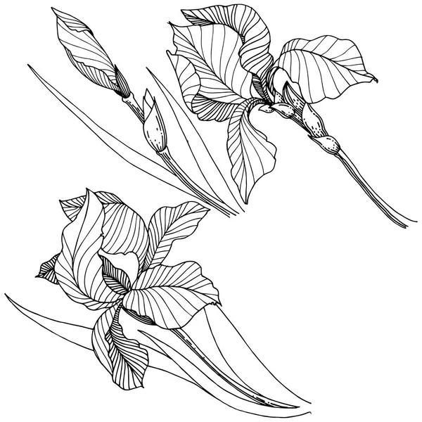 Wildflower Kosatce Stylu Vektor Samostatný Celé Jméno Rostliny Iris Vector — Stockový vektor