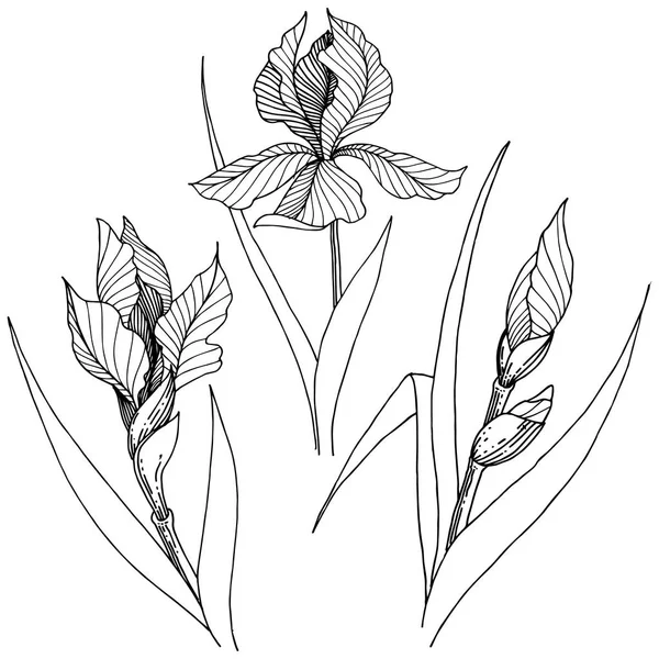 ワイルドフラワー虹彩分離ベクトル スタイルで 植物の完全な名前 アイリス テクスチャ ラッパー パターン 枠や図面枠のベクターの花 — ストックベクタ