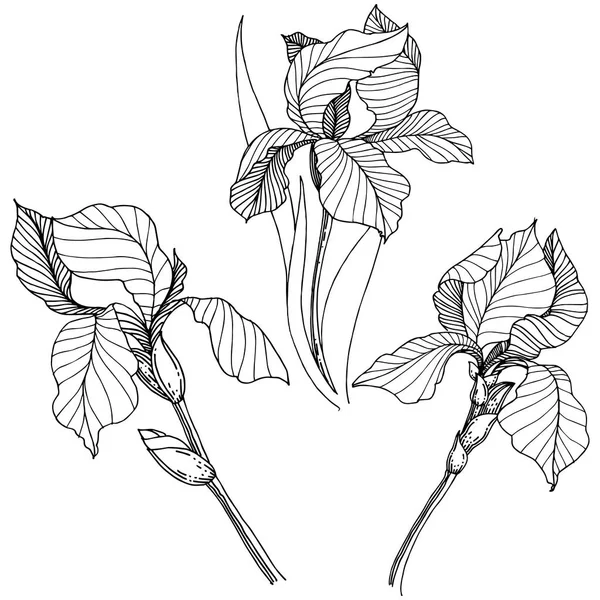 Iris Flor Silvestre Estilo Vectorial Aislado Nombre Completo Planta Iris — Vector de stock