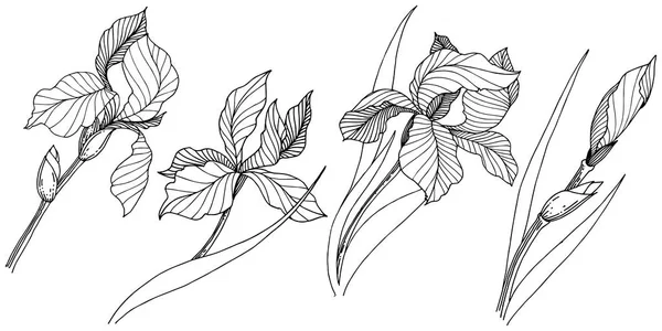 ワイルドフラワー虹彩分離ベクトル スタイルで 植物の完全な名前 アイリス テクスチャ ラッパー パターン 枠や図面枠のベクターの花 — ストックベクタ