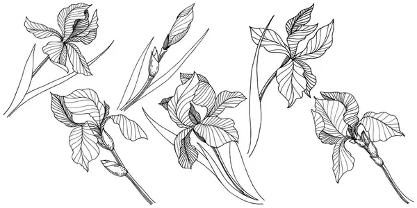 Ίριδες Αγριολούλουδα Ένα Στυλ Διάνυσμα Απομονωμένη Πλήρης Ονομασία Του Φυτού — Διανυσματικό Αρχείο