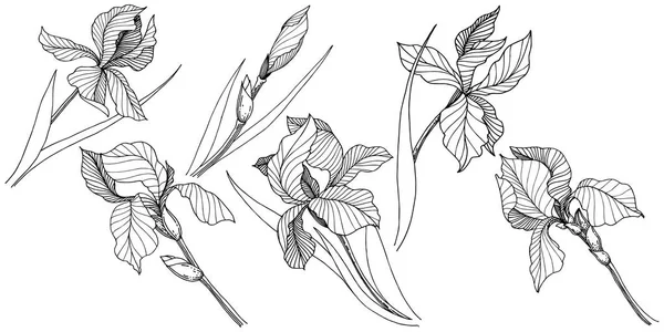 Iris Flor Silvestre Estilo Vectorial Aislado Nombre Completo Planta Iris — Vector de stock