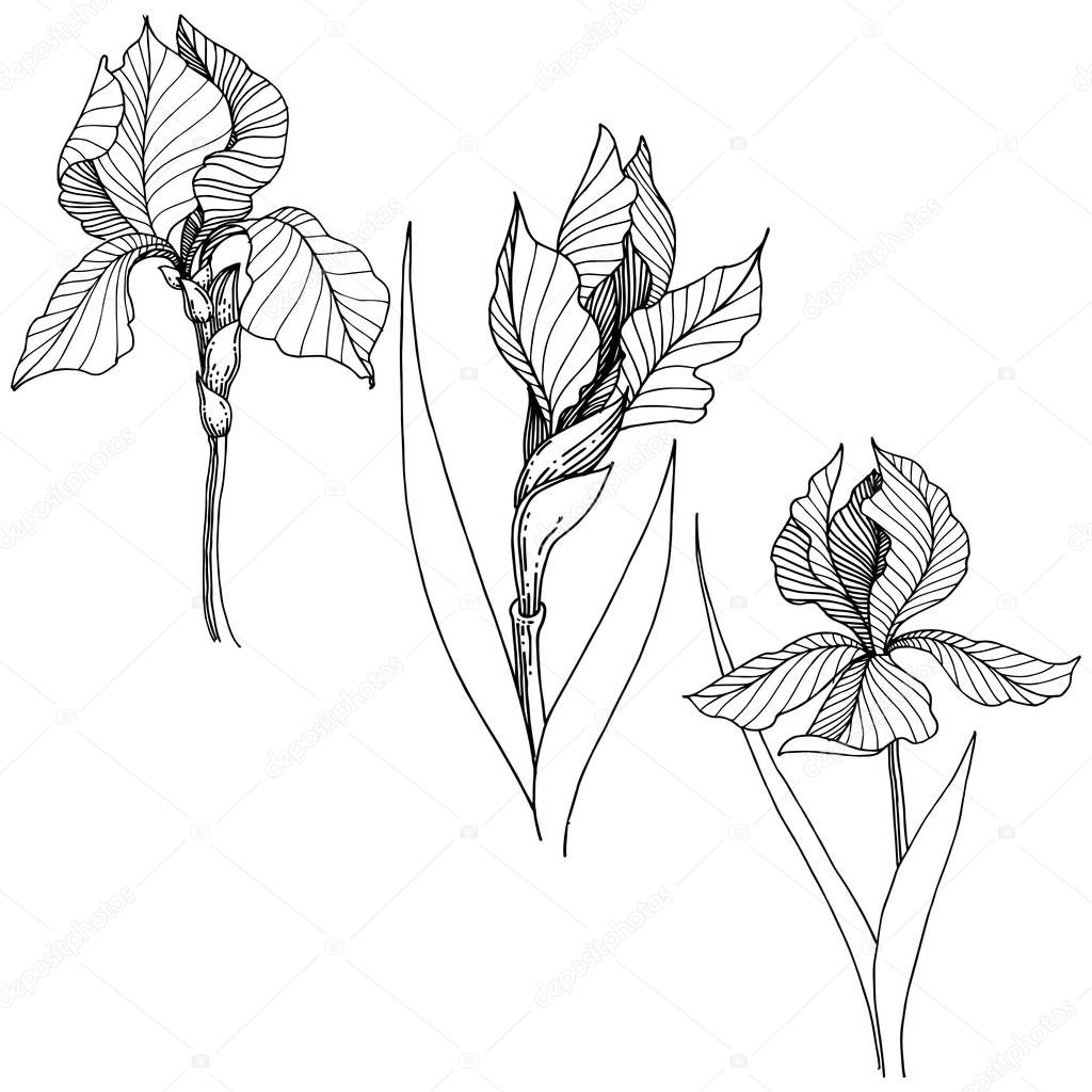 Wildflower irises in a vector style isolated. Full name of the plant: iris. Vector flower for background, texture, wrapper pattern, frame or border.