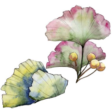 Yeşil yaprak ginkgo. Yaprak bitki botanik bahçe çiçek yaprakları. İzole illüstrasyon öğesi.