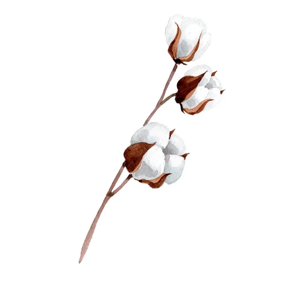 Cotone morbido bianco. Fiore botanico floreale. Elemento di illustrazione isolato . — Foto Stock