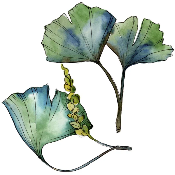 Ginkgo Feuille Verte Dans Style Aquarelle Isolé Feuille Aquarelle Pour — Photo