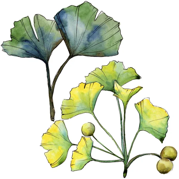 Grüner Blatt-Ginkgo. Blattpflanze botanischer Garten florales Laub. isoliertes Illustrationselement. — Stockfoto