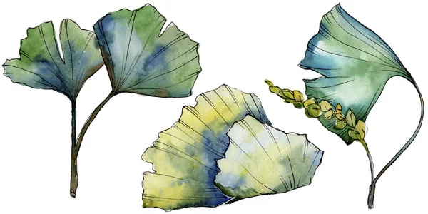 Ginkgo de hoja verde. Planta de hojas de jardín botánico follaje floral. Elemento ilustrativo aislado . — Foto de Stock