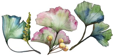 Yeşil yaprak ginkgo. Yaprak bitki botanik bahçe çiçek yaprakları. İzole illüstrasyon öğesi.