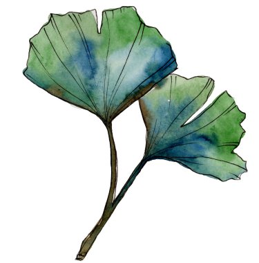 Yeşil yaprak ginkgo. Yaprak bitki botanik bahçe çiçek yaprakları. İzole illüstrasyon öğesi.