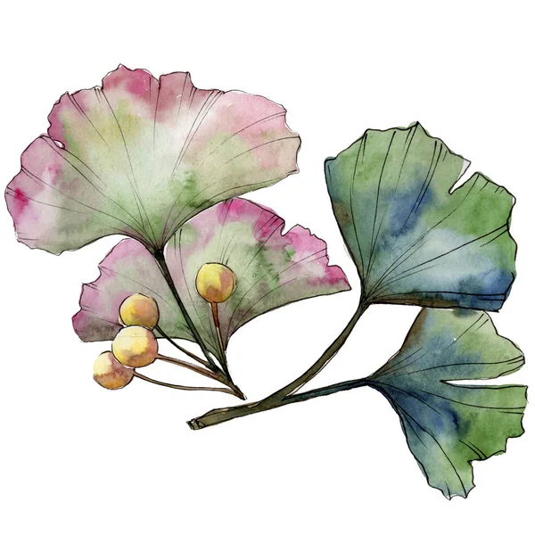 Grüner Blatt-Ginkgo. Blattpflanze botanischer Garten florales Laub. isoliertes Illustrationselement. — Stockfoto