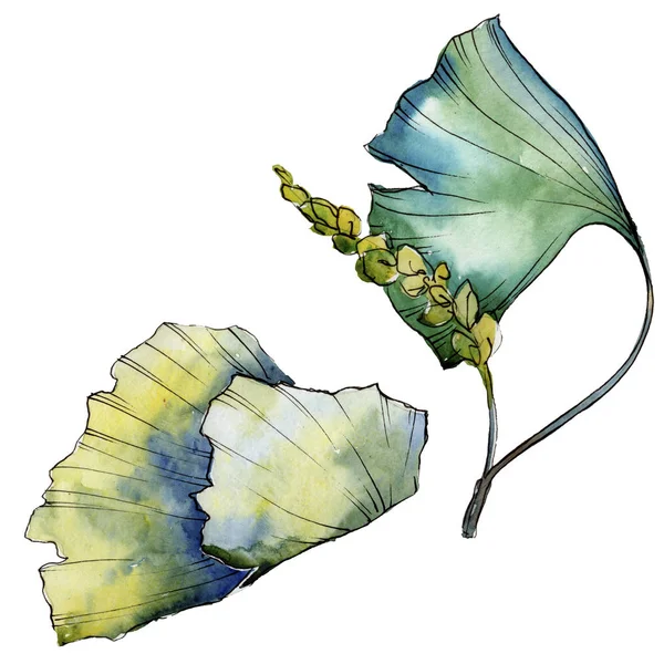 Ginkgo folha verde. Folha planta botânica jardim folhagem floral. Elemento ilustrativo isolado . — Fotografia de Stock