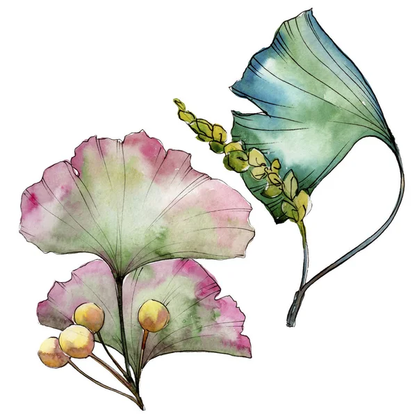 Groene blad ginkgo. Blad plant botanische tuin floral gebladerte. Geïsoleerde afbeelding element. — Stockfoto
