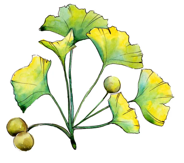 녹색 잎의 은행나무 식물 잎 식물원 꽃 단풍입니다. 고립 된 그림 요소. — 스톡 사진