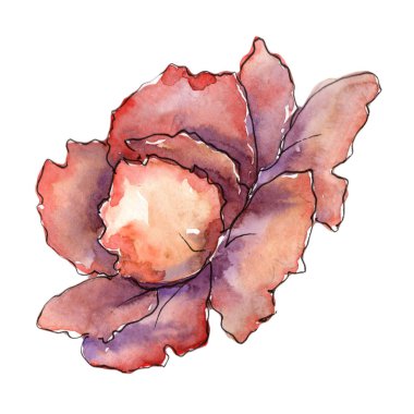 Pembe Gardenya çiçek izole bir suluboya tarzında. Bitki tam adı: Gardenya. Arka plan, doku, sarıcı desen, çerçeve veya kenarlık için Aquarelle kır çiçeği.