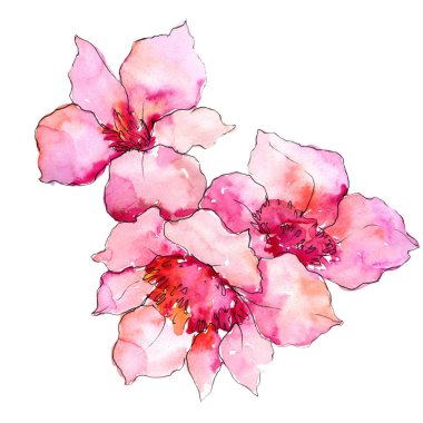 Pembe Gardenya çiçek izole bir suluboya tarzında. Bitki tam adı: Gardenya. Arka plan, doku, sarıcı desen, çerçeve veya kenarlık için Aquarelle kır çiçeği.