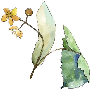 Linden izole bir suluboya tarzında bırakır. Aquarelle yaprak için arka plan, doku, sarıcı desen, çerçeve veya kenarlık.