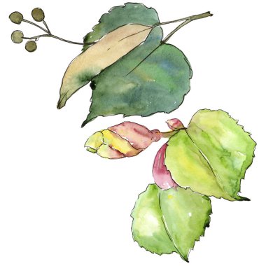 Linden izole bir suluboya tarzında bırakır. Aquarelle yaprak için arka plan, doku, sarıcı desen, çerçeve veya kenarlık.